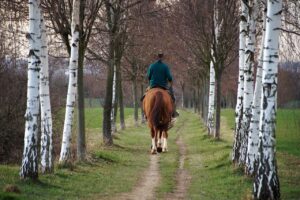 horse, rider, vernal, nature, spring, ride, cool, riding, rider, rider, rider, rider, rider