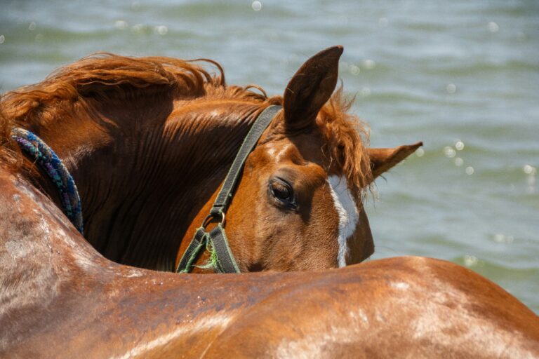 Cheval dans une rivière pour échapper à la chaleur.