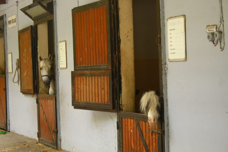 Un cheval et un poney dans une écurie aux valeurs respectant le bien-être équin.