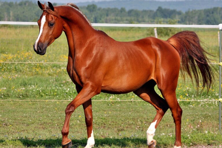 Cheval pur sang arabe
